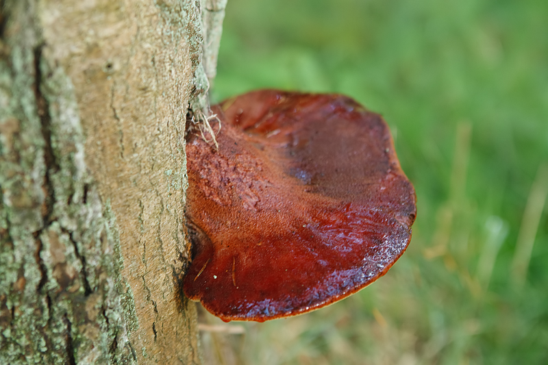 Fistulina hepatica Biefstukzwam Ox tongue